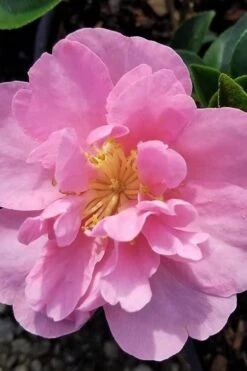 Taylors Perfection Pink Camellia Hybrid - 3 Gallon Pot 10 Taylors Perfection Pink Camellia Hybrid - 3 Gallon Pot -Botanhush Sales camellia taylors perfection 5