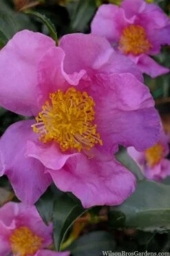 Winter's Star Cold Hardy Camellia - 3 Gallon Pot (SALE) -Botanhush Sales camellia winters star 100