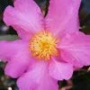Winter's Star Cold Hardy Camellia - 3 Gallon Pot (SALE)