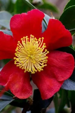 Yuletide Camellia Sasanqua - 7 Gallon Pot (3-4') 15 Yuletide Camellia Sasanqua - 7 Gallon Pot (3-4') -Botanhush Sales camellia yuletide best