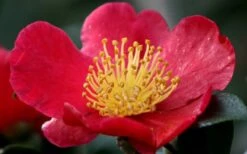 Yuletide Camellia Sasanqua - 3 Gallon Pot -Botanhush Sales camellia yuletide flower closeup 1