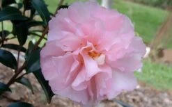 Cotton Candy Camellia Sasanqua - 6 Pack Of 1 Gallon Pots -Botanhush Sales camelliacottoncandy