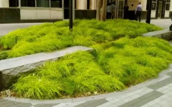 Evercolor Everillo Carex - 6 Pack Of 1 Gallon Pots 10 Evercolor Everillo Carex - 6 Pack Of 1 Gallon Pots -Botanhush Sales carex everillo 20