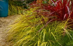 Evercolor Everillo Carex - 6 Pack Of 1 Gallon Pots 12 Evercolor Everillo Carex - 6 Pack Of 1 Gallon Pots -Botanhush Sales carex everillo 23