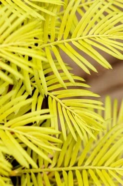 Golden Dragon Plum Yew (Cephalotaxus Harringtonia) - 3 Gallon Pot 11 Golden Dragon Plum Yew (Cephalotaxus Harringtonia) - 3 Gallon Pot -Botanhush Sales cephalotaxus harringtonia golden dragon japanese yew 22