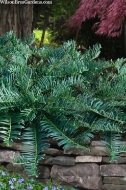 Creeping Japanese Plum Yew (Cephalotaxus Harringtonia 'Prostrata') - 3 Gallon Pot