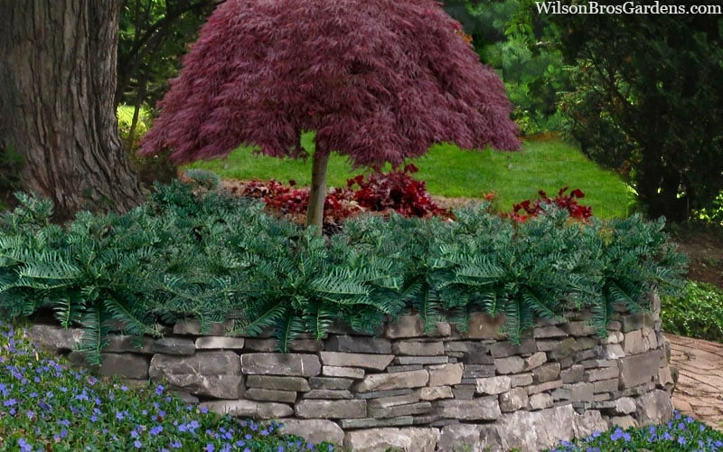 Creeping Japanese Plum Yew (Cephalotaxus Harringtonia 'Prostrata') - 1 Gallon Pot 4 Creeping Japanese Plum Yew (Cephalotaxus Harringtonia 'Prostrata') - 1 Gallon Pot - Image 4