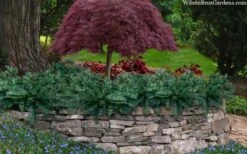 Creeping Japanese Plum Yew (Cephalotaxus Harringtonia 'Prostrata') - 7 Gallon Pot 11 Creeping Japanese Plum Yew (Cephalotaxus Harringtonia 'Prostrata') - 7 Gallon Pot -Botanhush Sales cephalotaxus harringtonia prostrata creeping japanese yew 33 3