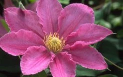 Abilene Clematis - 1 Gallon Pot 9 Abilene Clematis - 1 Gallon Pot -Botanhush Sales clematis abilene 12