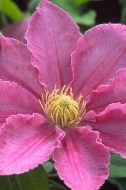 Abilene Clematis - 1 Gallon Pot 11 Abilene Clematis - 1 Gallon Pot -Botanhush Sales clematis abilene 500x750 1