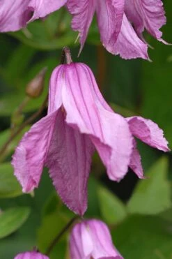 Alionushka Clematis - 1 Gallon Pot 10 Alionushka Clematis - 1 Gallon Pot -Botanhush Sales clematis alionushka 5