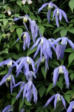 Blue Dancer Clematis - 1 Gallon Pot 11 Blue Dancer Clematis - 1 Gallon Pot -Botanhush Sales clematis alpina blue dancer 3