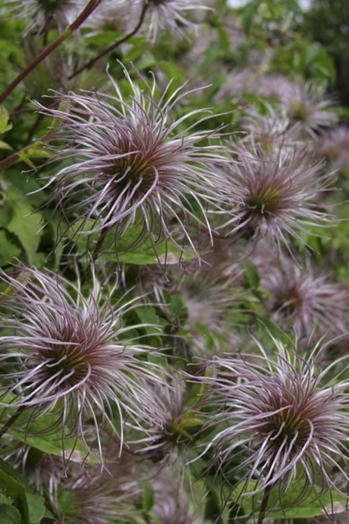 Blue Dancer Clematis - 1 Gallon Pot 6 Blue Dancer Clematis - 1 Gallon Pot - Image 6