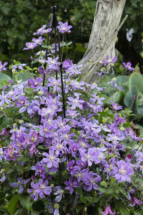 Arabella Clematis - 1 Gallon Pot 4 Arabella Clematis - 1 Gallon Pot - Image 4