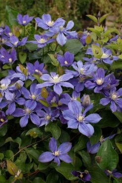 Arabella Clematis - 1 Gallon Pot 17 Arabella Clematis - 1 Gallon Pot -Botanhush Sales clematis arabella 3