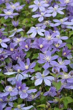 Arabella Clematis - 1 Gallon Pot 15 Arabella Clematis - 1 Gallon Pot -Botanhush Sales clematis arabella 5