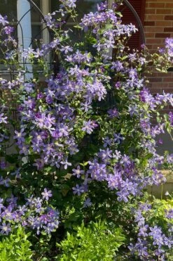 Arabella Clematis - 1 Gallon Pot 14 Arabella Clematis - 1 Gallon Pot -Botanhush Sales clematis arabella 6