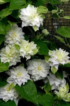 Arctic Queen Clematis - 1 Gallon Pot 11 Arctic Queen Clematis - 1 Gallon Pot -Botanhush Sales clematis arctic queen 12