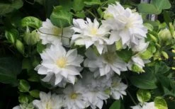 Arctic Queen Clematis - 1 Gallon Pot 14 Arctic Queen Clematis - 1 Gallon Pot -Botanhush Sales clematis arctic queen 5