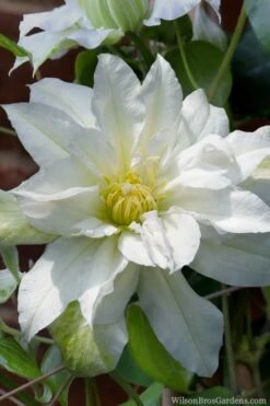 Arctic Queen Clematis - 1 Gallon Pot 15 Arctic Queen Clematis - 1 Gallon Pot -Botanhush Sales clematis arctic queen 8