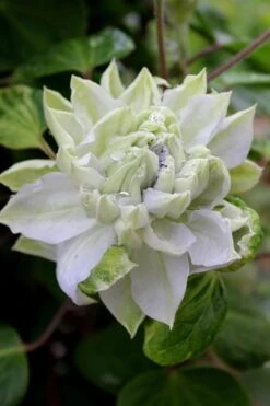 Arctic Queen Clematis - 1 Gallon Pot 12 Arctic Queen Clematis - 1 Gallon Pot -Botanhush Sales clematis arctic queen 9