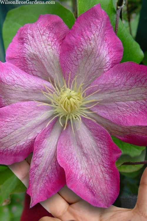 Asao Clematis - 1 Gallon Pot 1 Asao Clematis - 1 Gallon Pot