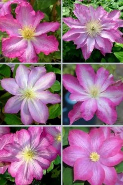 Asao Clematis - 1 Gallon Pot 13 Asao Clematis - 1 Gallon Pot -Botanhush Sales clematis asao 18