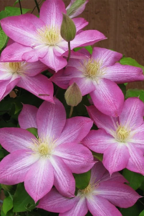 Asao Clematis - 1 Gallon Pot 6 Asao Clematis - 1 Gallon Pot - Image 6
