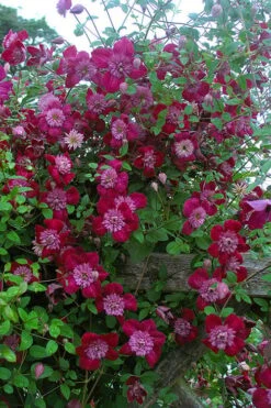 Avant-Garde Clematis - 1 Gallon Pot -Botanhush Sales clematis avant garde 11