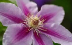 Bees Jubilee Clematis - 1 Gallon Pot 11 Bees Jubilee Clematis - 1 Gallon Pot -Botanhush Sales clematis bees jubilee 10