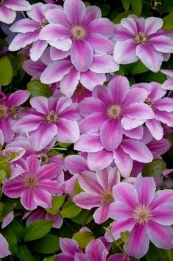 Bees Jubilee Clematis - 1 Gallon Pot 9 Bees Jubilee Clematis - 1 Gallon Pot -Botanhush Sales clematis bees jubilee 13
