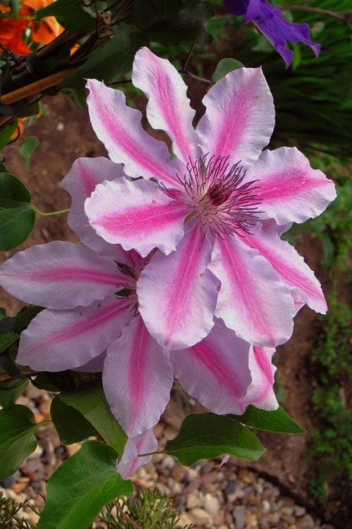 Bees Jubilee Clematis - 1 Gallon Pot 5 Bees Jubilee Clematis - 1 Gallon Pot - Image 5