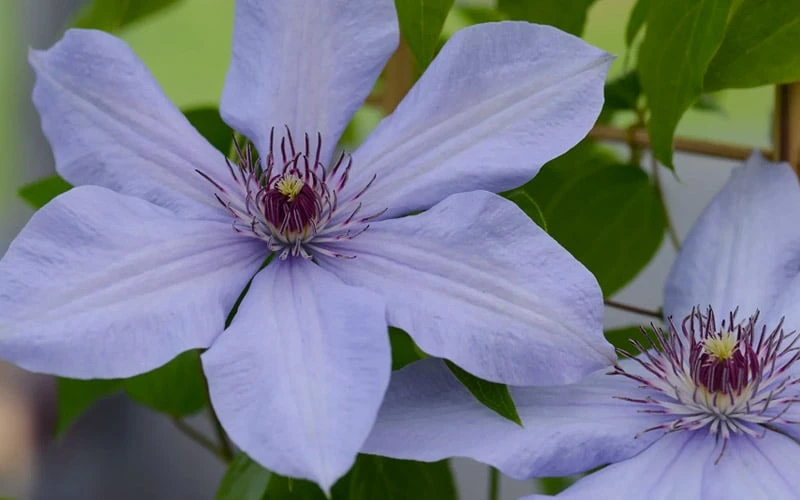 Bernadine Clematis - 1 Gallon Pot 6 Bernadine Clematis - 1 Gallon Pot - Image 6