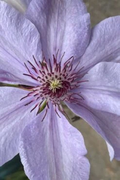 Bernadine Clematis - 1 Gallon Pot 9 Bernadine Clematis - 1 Gallon Pot -Botanhush Sales clematis bernadine 8