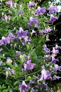 Betty Corning Clematis - 1 Gallon Pot 9 Betty Corning Clematis - 1 Gallon Pot -Botanhush Sales clematis betty corning 2