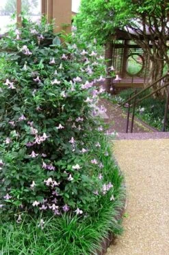 Betty Corning Clematis - 1 Gallon Pot 11 Betty Corning Clematis - 1 Gallon Pot -Botanhush Sales clematis betty corning 6