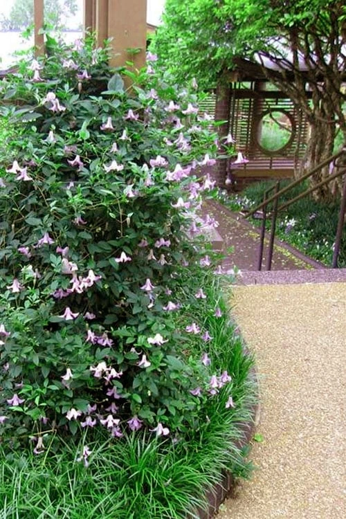 Betty Corning Clematis - 1 Gallon Pot 6 Betty Corning Clematis - 1 Gallon Pot - Image 6