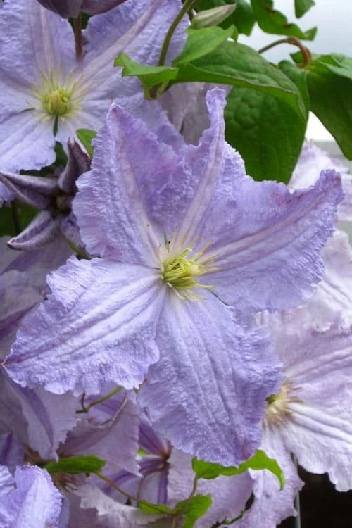 Blue Angel Clematis - 1 Gallon Pot 1 Blue Angel Clematis - 1 Gallon Pot