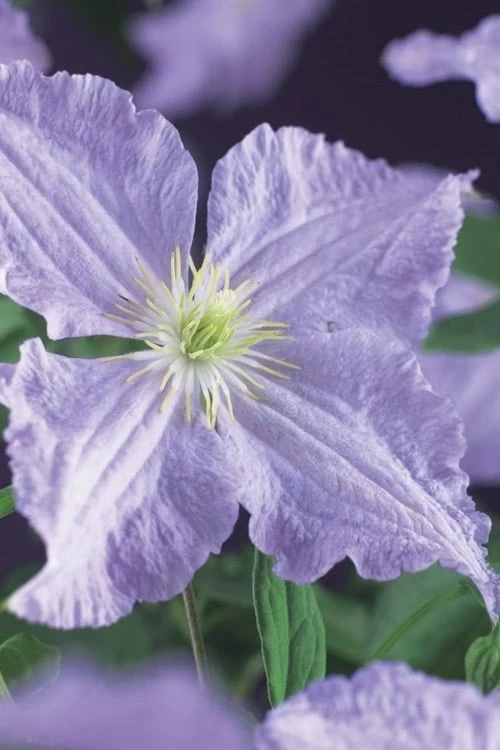 Blue Angel Clematis - 1 Gallon Pot 4 Blue Angel Clematis - 1 Gallon Pot - Image 4
