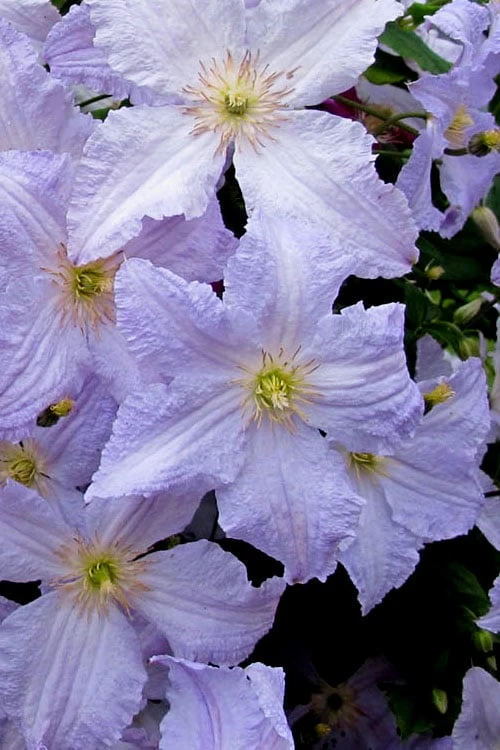 Blue Angel Clematis - 1 Gallon Pot 6 Blue Angel Clematis - 1 Gallon Pot - Image 6