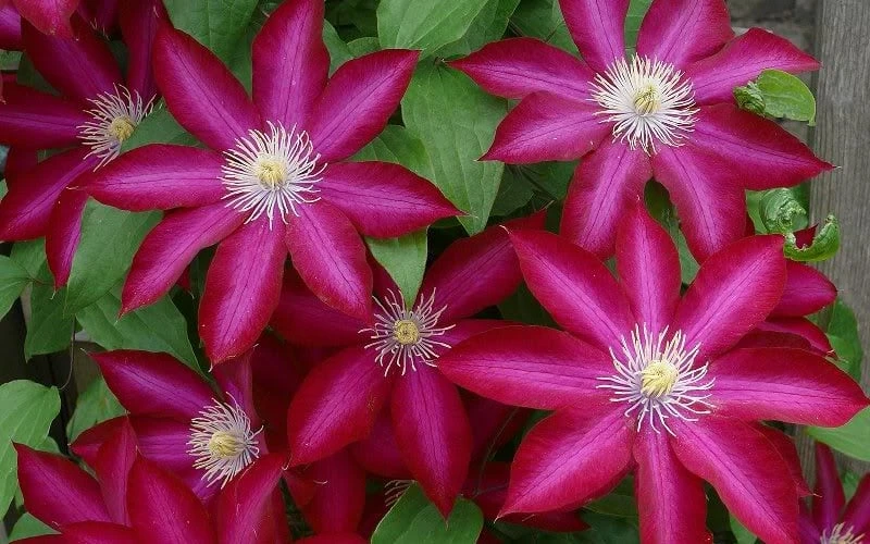 Bourbon Clematis - 1 Gallon Pot 6 Bourbon Clematis - 1 Gallon Pot - Image 6