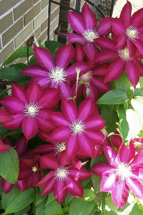 Bourbon Clematis - 1 Gallon Pot 5 Bourbon Clematis - 1 Gallon Pot - Image 5