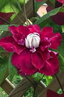 Charmaine Clematis - 1 Gallon Pot 13 Charmaine Clematis - 1 Gallon Pot -Botanhush Sales clematis charmaine 1