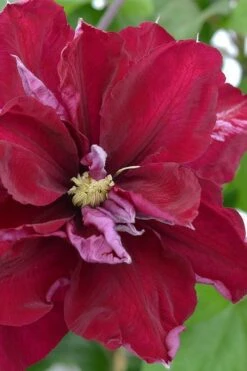 Charmaine Clematis - 1 Gallon Pot 11 Charmaine Clematis - 1 Gallon Pot -Botanhush Sales clematis charmaine 2