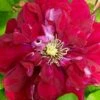 Charmaine Clematis - 1 Gallon Pot