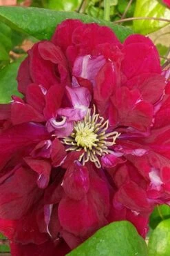 Charmaine Clematis - 1 Gallon Pot 12 Charmaine Clematis - 1 Gallon Pot -Botanhush Sales clematis charmaine 500x750 1