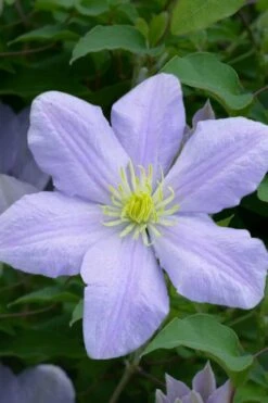 Chelsea Clematis - 1 Gallon Pot 10 Chelsea Clematis - 1 Gallon Pot -Botanhush Sales clematis chelsea 1