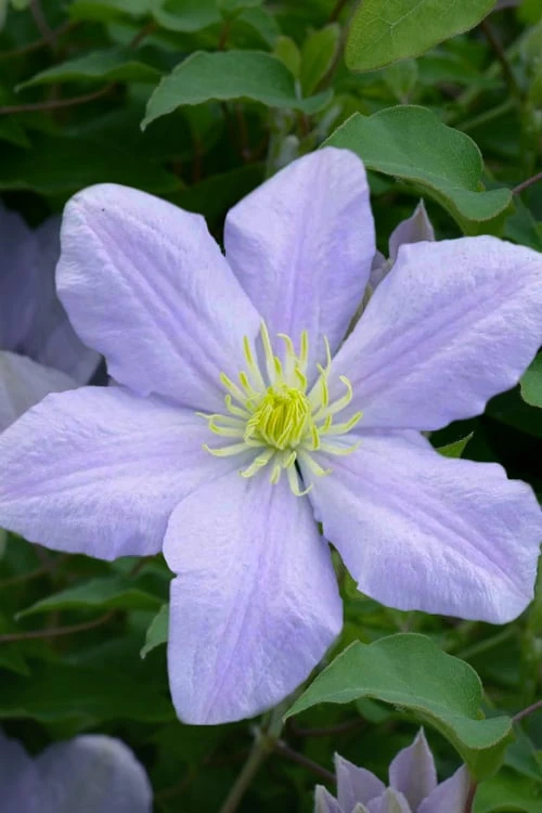Chelsea Clematis - 1 Gallon Pot 5 Chelsea Clematis - 1 Gallon Pot - Image 5