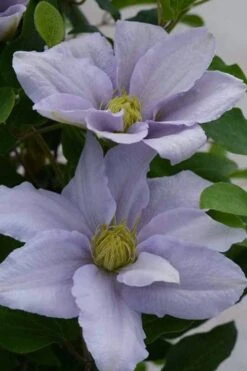 Chelsea Clematis - 1 Gallon Pot 11 Chelsea Clematis - 1 Gallon Pot -Botanhush Sales clematis chelsea 3
