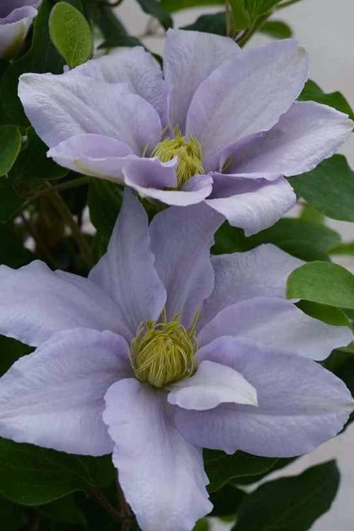 Chelsea Clematis - 1 Gallon Pot 6 Chelsea Clematis - 1 Gallon Pot - Image 6